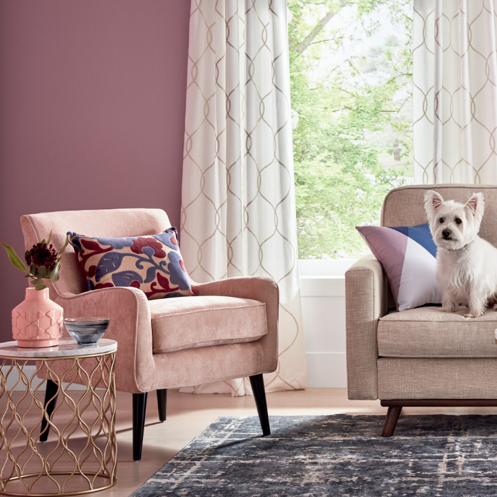 Living room with an accent chair, side table and couch with a small dog. Walls painted the color jasmineflower.